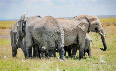 Herd Of Elephants Protecting Baby Elephant In Kenya Africa Stock Image