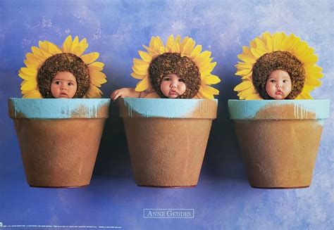 Anne Geddes Sunflower Pot Babies Poster 34 X 49 Cm Etsy