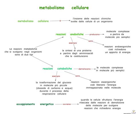 Metabolismo Cellulare Con Immagini Reazione