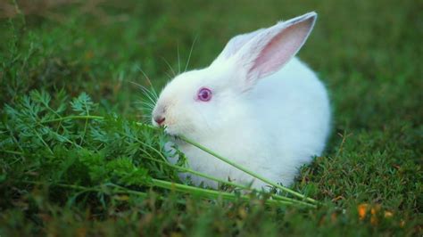Adorable White Bunny Outdoor On Green Background Eating Grass Youtube