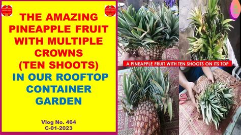 The Amazing Pineapple Fruit With Multiple Crowns Ten Shoots In Our Rooftop Container Garden