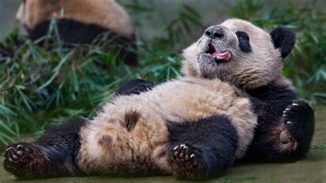 Two Panda Bears Laying On The Ground With Their Mouths Open And One Bear Is Yawning