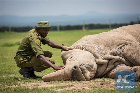 Northern White Rhino Can Be Saved From Extinction Scientifically
