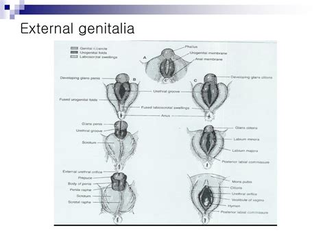 chapter 107 development of the female external genital