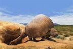 Prehistoric Giant Armadillo