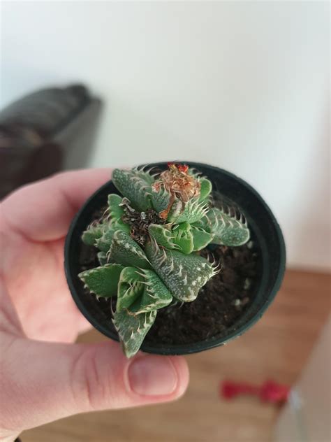 was-told-it-s-a-succulent-but-i-m-not-used-to-succulents-with-so-many-hairs-whatsthisplant