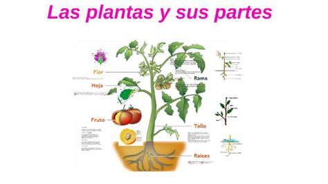 Las Plantas Y Sus Partes By Paulina Dattus
