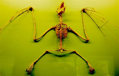 Bat Skeleton From The Naturhistorisches Museum In Bern Sw Flickr