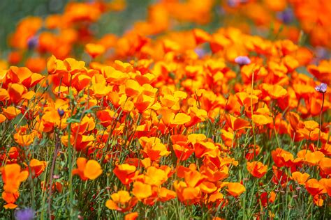 Find a hulafrog near you & subscribe for free. Lake Elsinore Walker Canyon Trail California Poppy Flowers ...