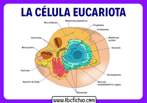 Celula Eucariota Y Sus Partes Abc Fichas