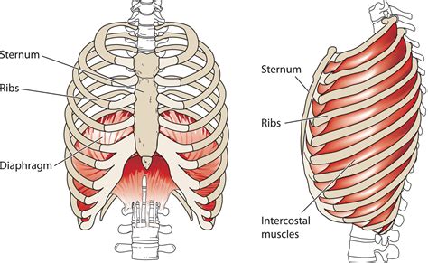 Intercostal strain is a condition that may occur in the muscles surrounding any one of the rib bones in the human rib cage. Break Through Burnout with This Exclusive Breathing Exercise