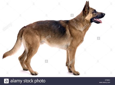 Profile Portrait Of German Shepherd Dog High Resolution Stock