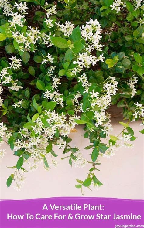 Brilliant Star Jasmine Hanging Basket Swag Hooks For Plants Flower