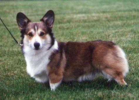 Sable Coat Colour Corgi Corgi Puppy Dogs