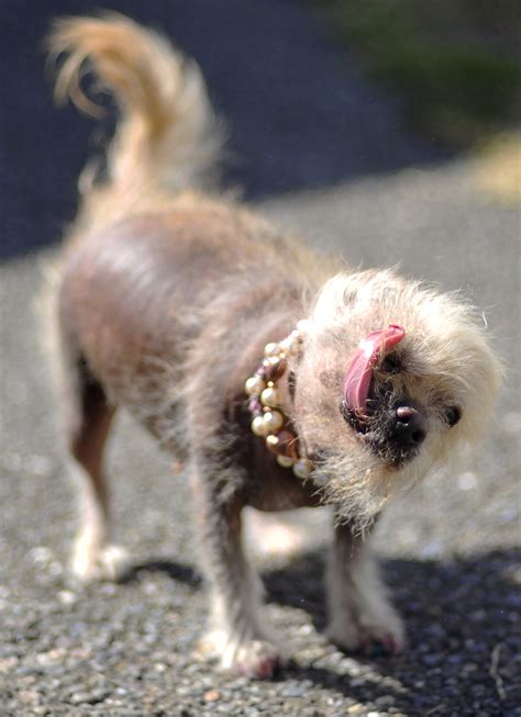 Worlds Ugliest Dogs News In Images Emirates247