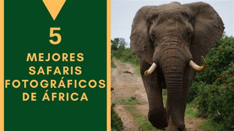 Los 5 Mejores Safaris Fotográficos De África Lengo Safaris
