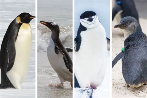 19 Types Of Penguins What Makes Each Unique Polar Guidebook