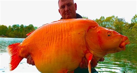 Monstrous 67 Pound Goldfish Caught By Fisherman In France