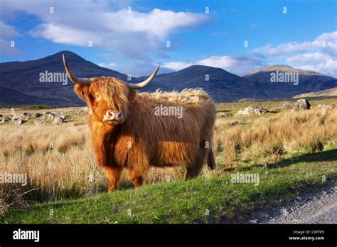 Highland Cattle Isle Of Mull Inner Hebrides Scotland United Kingdom