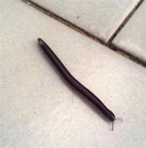 Tiny Brown Worms In My Carpet Carpet Vidalondon