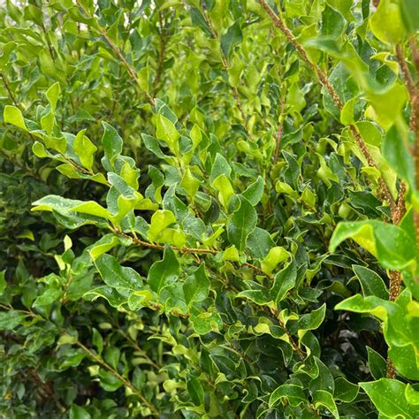 Wavy Leaf Ligustrum 15 Gal Lichtenfelts