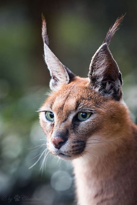 Caracal Portrait By Cloudtail Via Flickr Magical Nature Tour