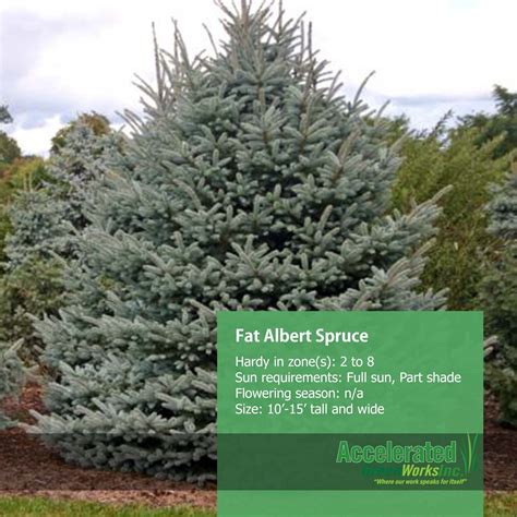 Fat Albert Spruce Evergreens Pinterest Evergreen And Gardens