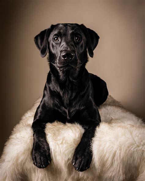 Studio Pet Portrait Sessions In Nj Good Doggy Photography