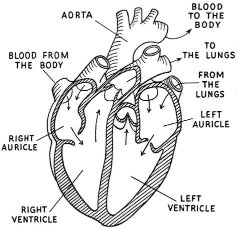 Heart Diagram Labeled