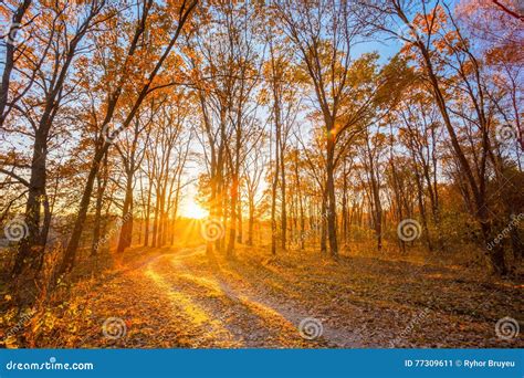 Winding Countryside Road Path Walkway Through Autumn Forest Sunset