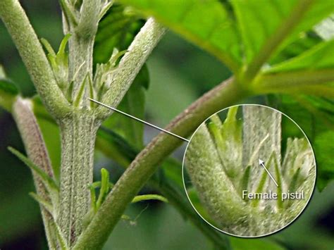 Male Or Female Sexing The Cannabis Plant Surna