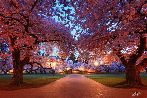U050 Cherry Blossom University Of Washington Quad Randall J Hodges