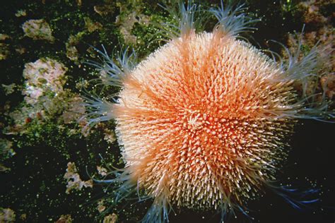 Common Sea Urchin Common Sea Urchin Echinus Esculentus Cop Flickr