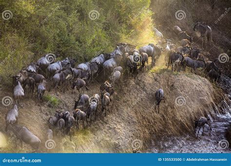 Wildebeest Herd Migrating Over A River Sighted O Safari Royalty Free