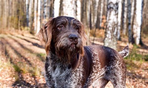 German Wirehaired Pointer Breed Characteristics And Care Bechewy
