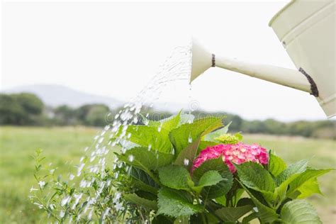 Watering Can Pouring Water Over Flowers Stock Image Image Of Sunshine