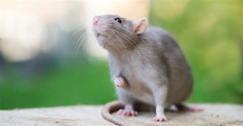 Comment Bien Choisir Son Rat Domestique