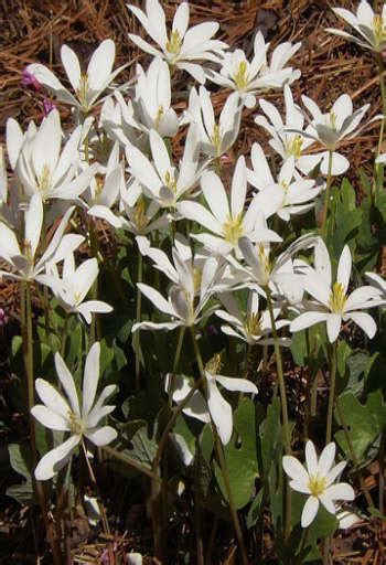 Health Benefits Of Bloodroot Properties And Uses