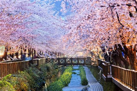 Best Hotels For Cherry Blossom Season In Korea Archives Kkday Blog