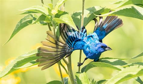 20 Inspiring Pictures Of Indigo Buntings Birds And Blooms