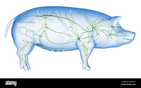 Pig Lymphatic System Illustration Stock Photo Alamy