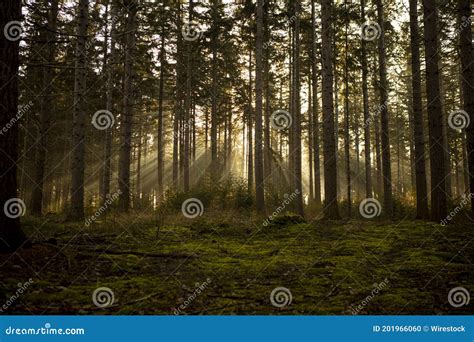 Dramatic Moody Dark Forest Scene Stock Photo Image Of Jacobs Natural