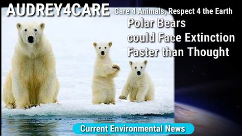 Polar Bears Could Face Extinction Faster Than Thought Current Environmental News Best Youtube