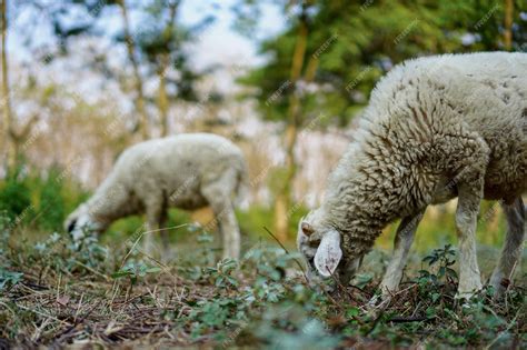 Premium Photo Domestic Sheep Ovis Aries Are Quadrupedal Ruminant