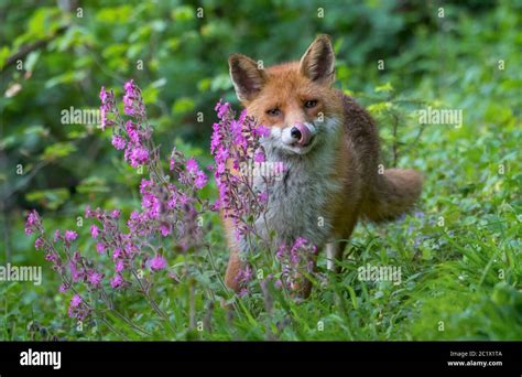 Red Fox Vulpes Vulpes Licking Snout Between Forest Flowers Front