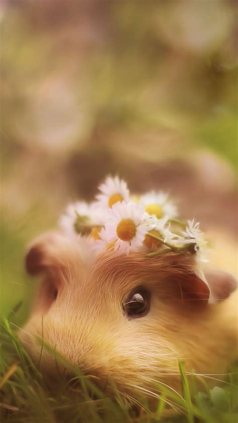 Cute Hamster Wallpapers Top Free Cute Hamster Backgrounds Wallpaperaccess