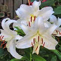 Oriental Lily Casa Blanca Delicious Dozen – Easy To Grow Bulbs