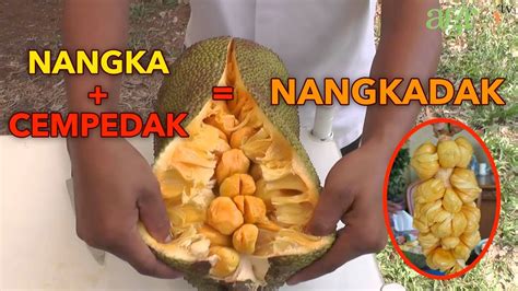 Gambar Buah Cempedak Adalah Pulp