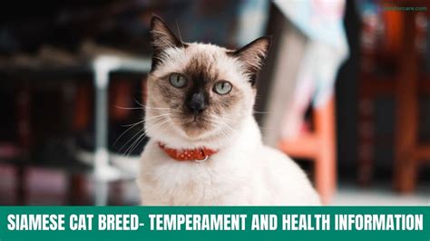 Siamese Cat Breed Temperament And Health Information Petsforcare