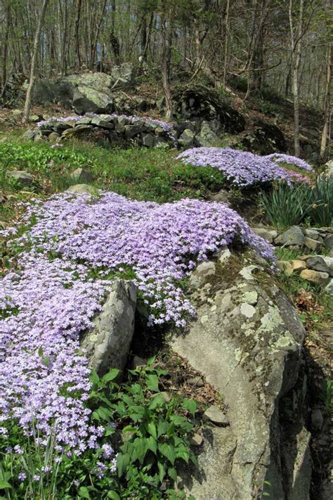How To Grow And Care For Creeping Phlox Gardeners Path